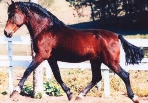 Mangalarga Marchador